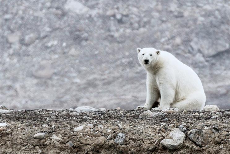 Intel and wildlife photographer, Ole Jørgen Liodden, explore the behavior patterns of polar bears in the Arctic through drone technology.