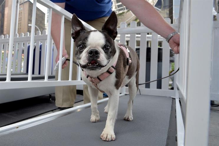 OMD wins $100M global Boehringer Ingelheim Animal Health account