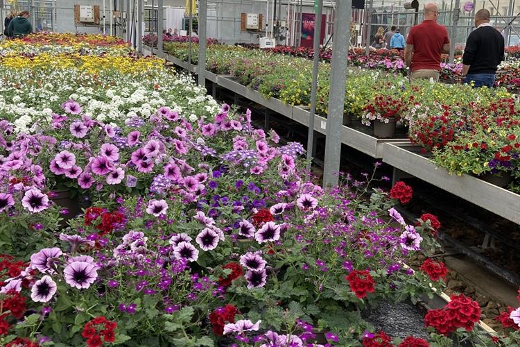 New plant varieties from Ball Colegrave's Summer Showcase 2022 ...