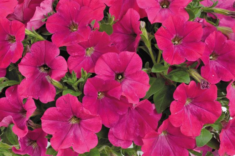 Petunia Capella Neon Pink | HortWeek