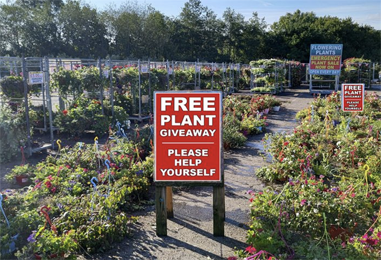Plants Galore gives away £25,000 of garden plants for free HortWeek