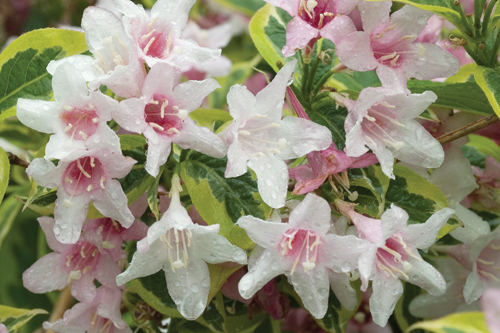 Weigela | HortWeek