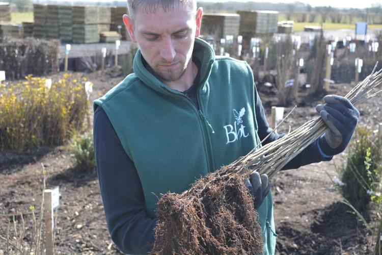 British Hardwood Tree Nursery to expand after record sales HortWeek