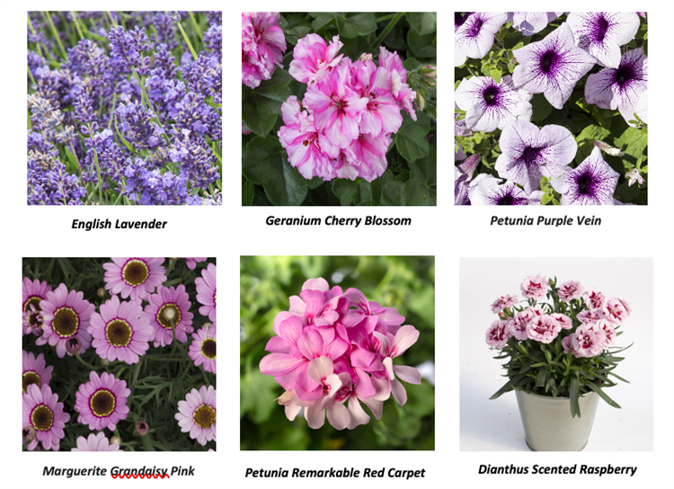 B&Q launches 40 varieties and promotes 15 'digital' lavendercoloured