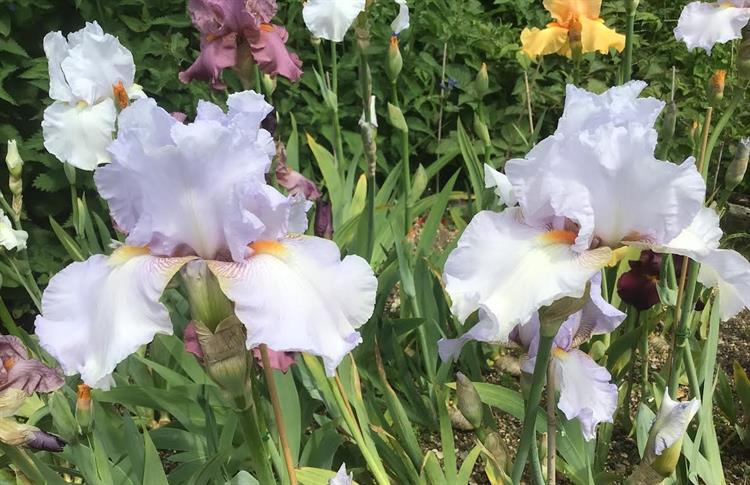 Growing irises in wet conditions + special reserve bearded irises in ...