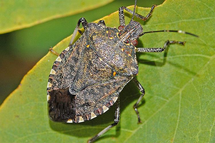 More Brown Marmorated Stink Bugs Identified In The UK Environment ...