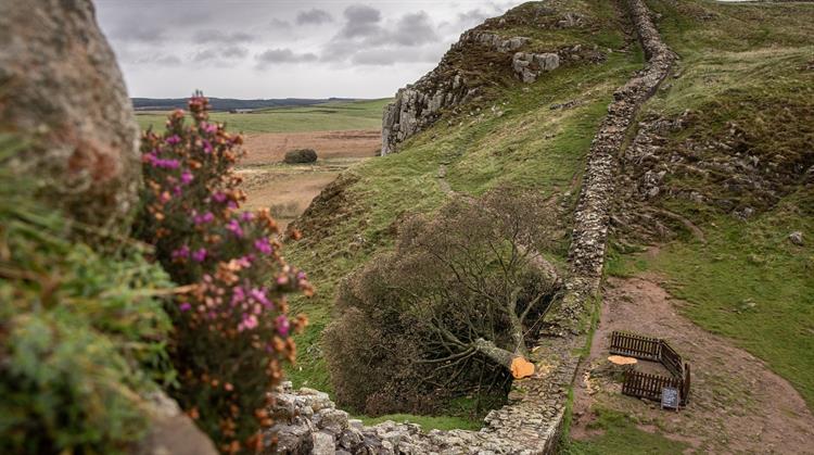 National Trust Launches 2024 Programme HortWeek   Sycamoregap5thoct20231301770834NationalTrustImagesBecHughes 