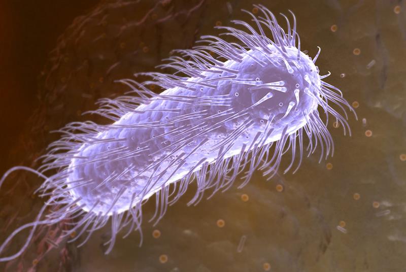 H pylori may be associated with gastric and duodenal ulceration (Photo:MedicalRF.com/Getty Images)