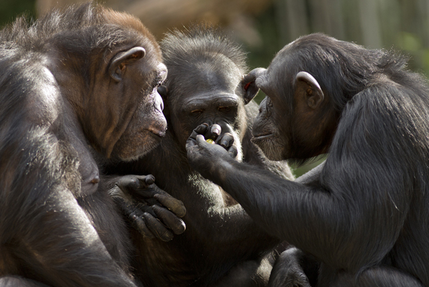 Chimpanzees (Photo: iStock)
