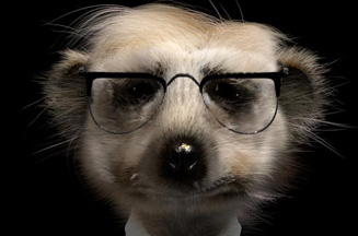 Comparethemarket Com Introduces Nerdy Meerkat Character Campaign Us