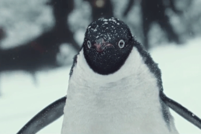 Monty: stars in the John Lewis 2014 Christmas ad