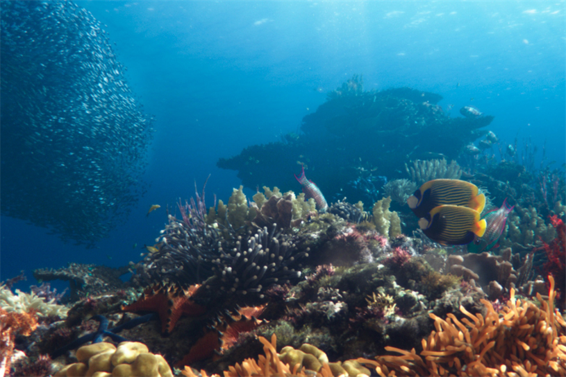 A photograph of Sheba's coral reef 