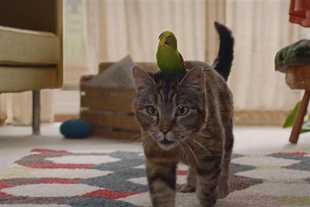 Parakeet store and cat