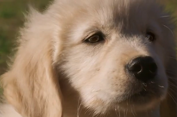 puppy bowl uk