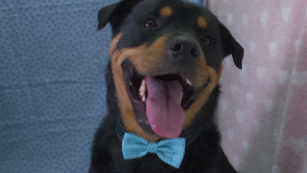 pets at home marketing