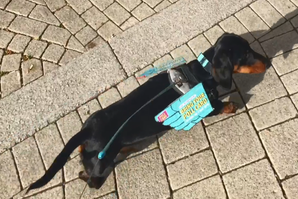 Case study: Swindon sausage dog steals the show and turnout increases in  local authority voter ID pilot | PR Week