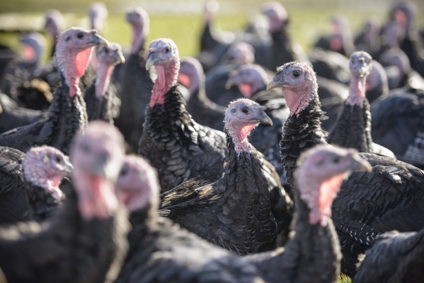 Zeno gobbles up multi-million-dollar Canadian Turkey Farmers account | PR  Week