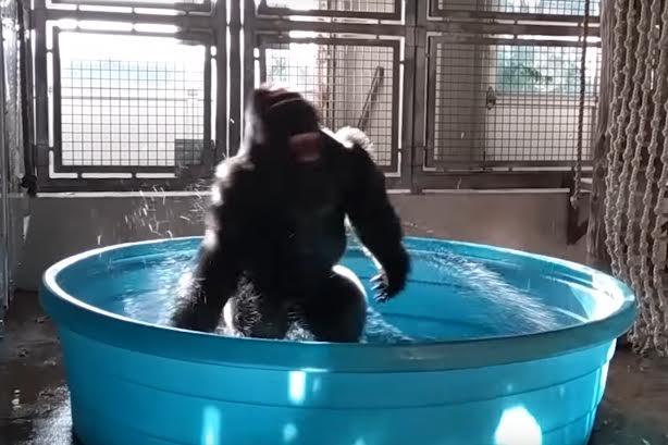 The Dallas Zoo's comms head on why that video of the dancing gorilla went  viral | PR Week