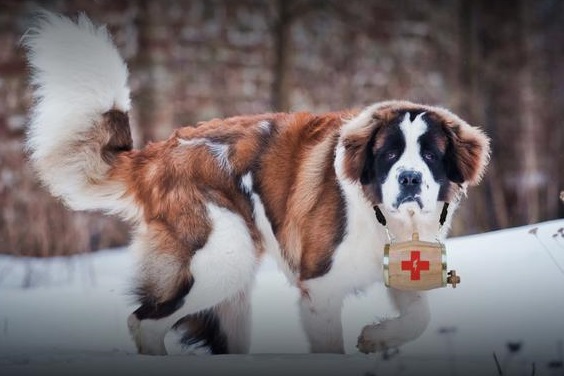 St bernard store mountain rescue dog