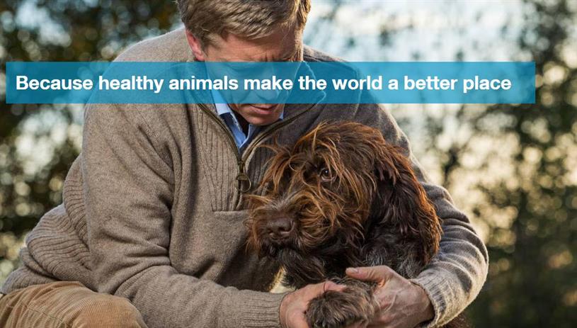 Bayer Awards Global Companion Animal Account To Proximity And do