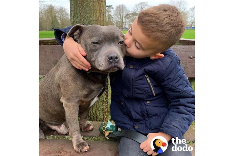 Pit Bull Who Was Set On Fire Proves Love Conquers All - The Dodo