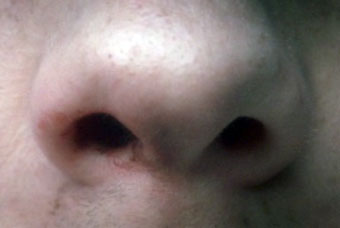 Frank 'nostrils' And 'heart' By Mother