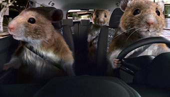 KIA 'hamsters' by David & Goliath