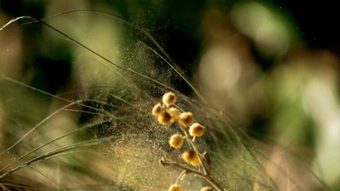 War on pollen... new Benadryl ad