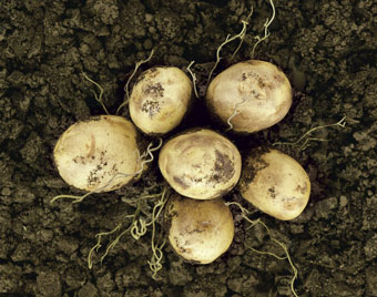 Lays 'potatoes' by Juniper Park