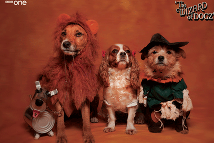 BBC 'Wizard of Dogz' by Saint/ RKCR