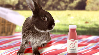 Innocent 'rabbit' by Fallon