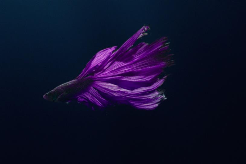 Rolls-Royce draws comparisons between the Siamese fighting fish and its Phantom car