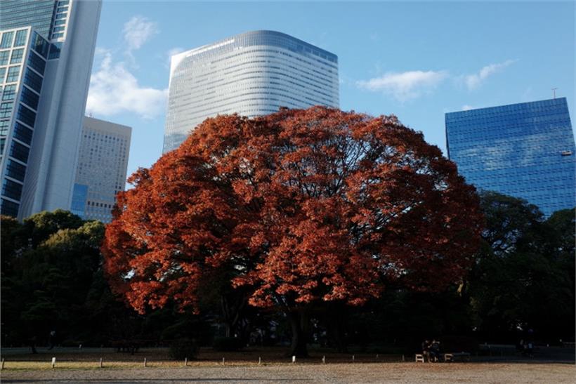 Dentsu's Tokyo headquarters seen from the Hamarikyu Gardens.
