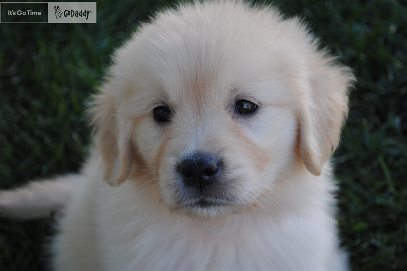 Puppy to star in GoDaddy Super Bowl campaign.