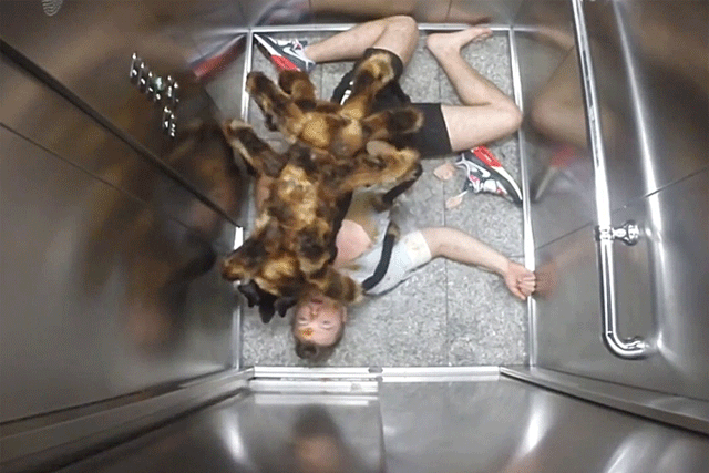 Mutant Giant Spider Dog attracts 114 million views on YouTube.
