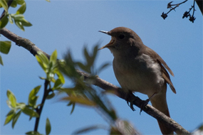 Nightingales: present on proposed site