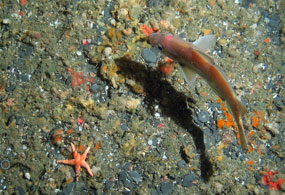 Zones aim to safeguard marine habitats