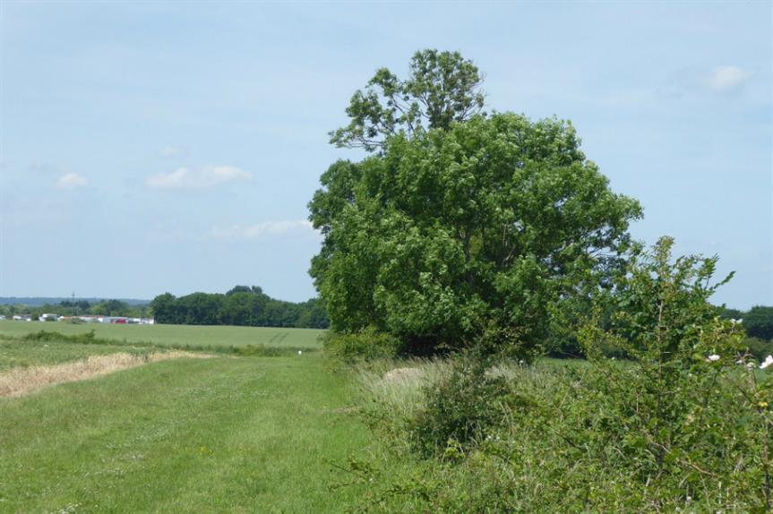 Green belt land in Havering. Image: Creative Commons