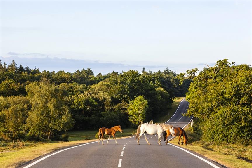 New forest national park где находится