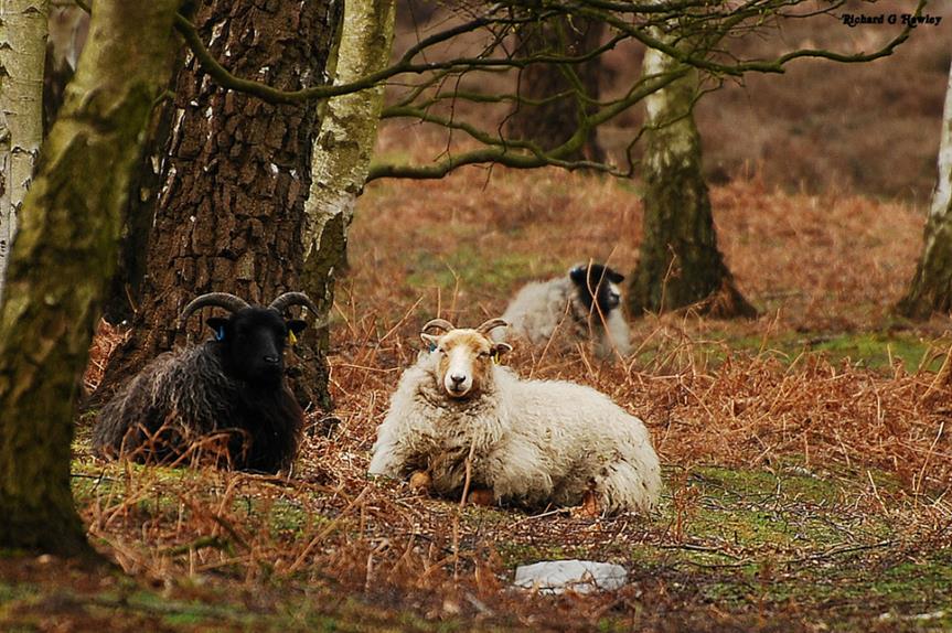 Roydon Common and Dersingham Bog Special Area of Conservation. Image credit: Richard G Hawley