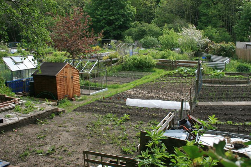 Allotments: campaigners fighting to save Watford site from development
