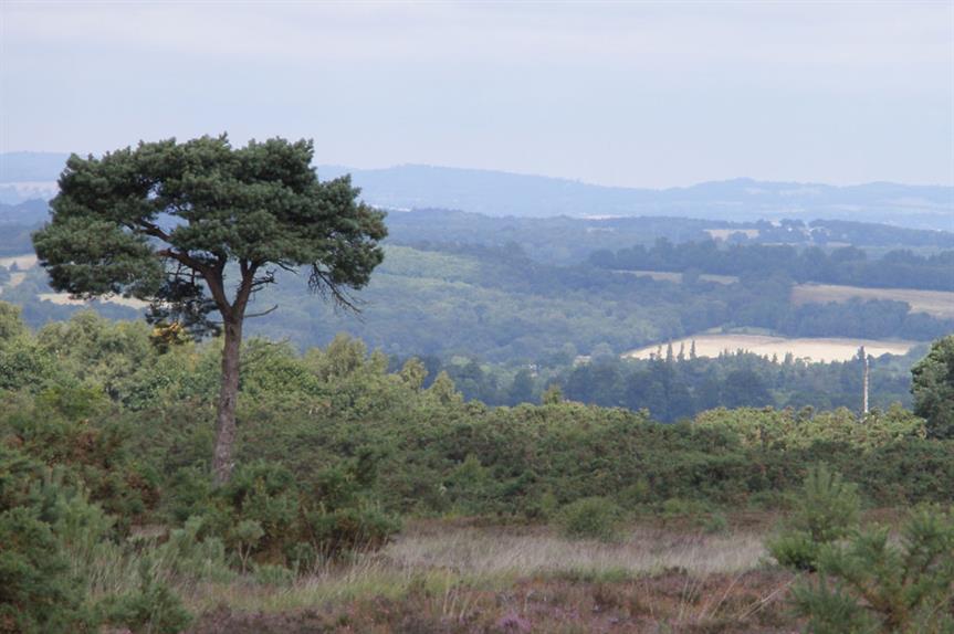 Ashdown Forest (pic Amanda Slater, Flickr)