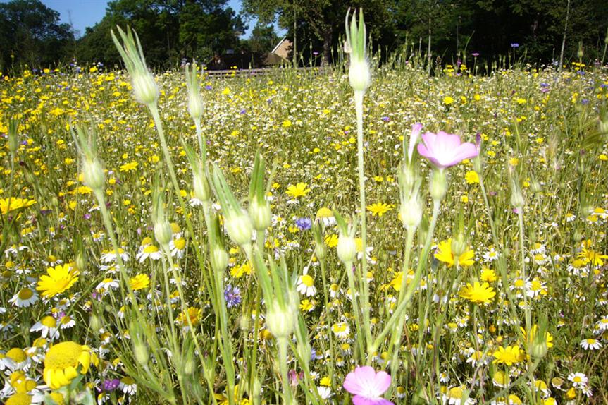 Biodiversity: offsetting should only be used as a last resort (picture: Horticulture Week)