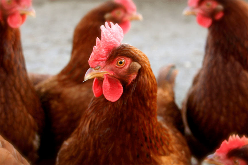 bid for 200,000-bird chicken farm in shropshire