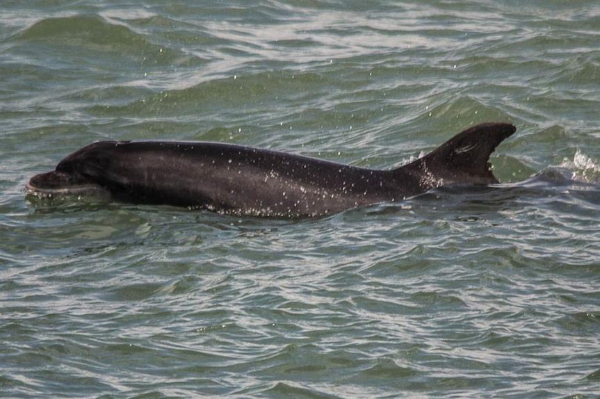 Dolphin: Wildlife Trusts has urged the government to protect by law 17 "megafauna hotspots" (picture by David Hall)