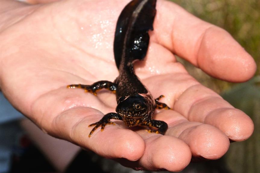 Great crested newt - image: Lottie / Flickr (CC0)