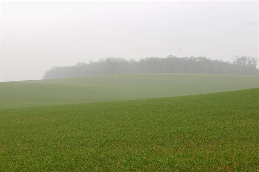 Green belt: cherished national institution