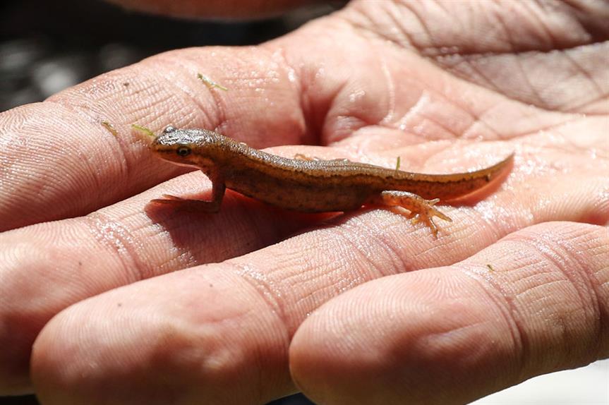 Biodiversity: Fresh Environment Bill delay (pic: Getty)
