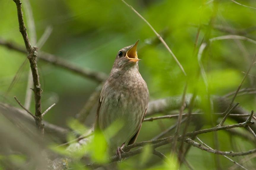 Nightingale (picture by Sergey Yeliseev)