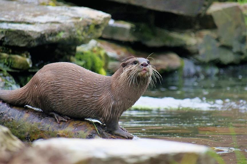 The otter is a protected species in England - image: geograph / David Dixon (CC BY-SA 2.0)